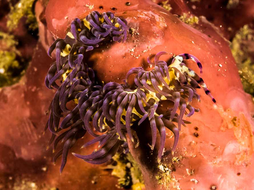 Pteraeolidia semperi